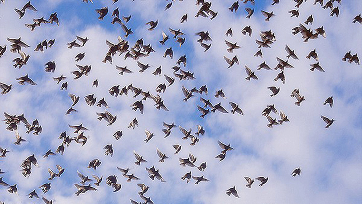 Revoada de andorinhas