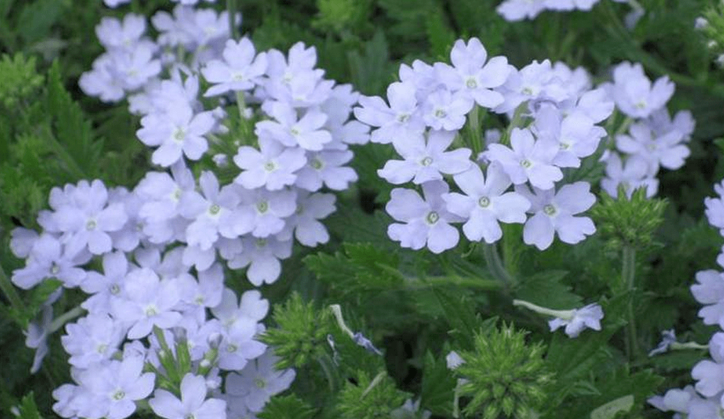 Medicamentos evangélicos