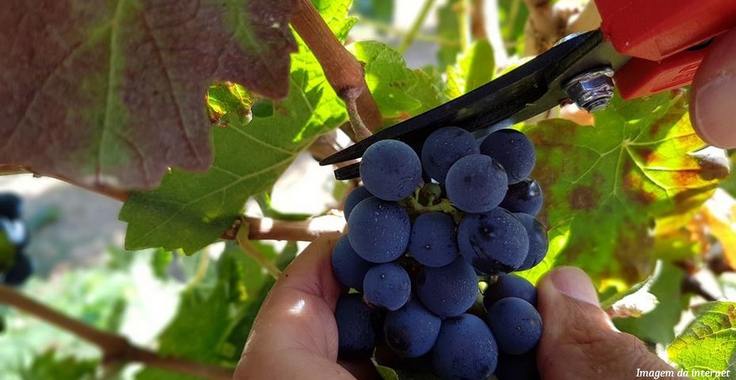 Colheita de uvas