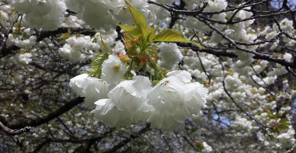 Cerejeira do Canadá