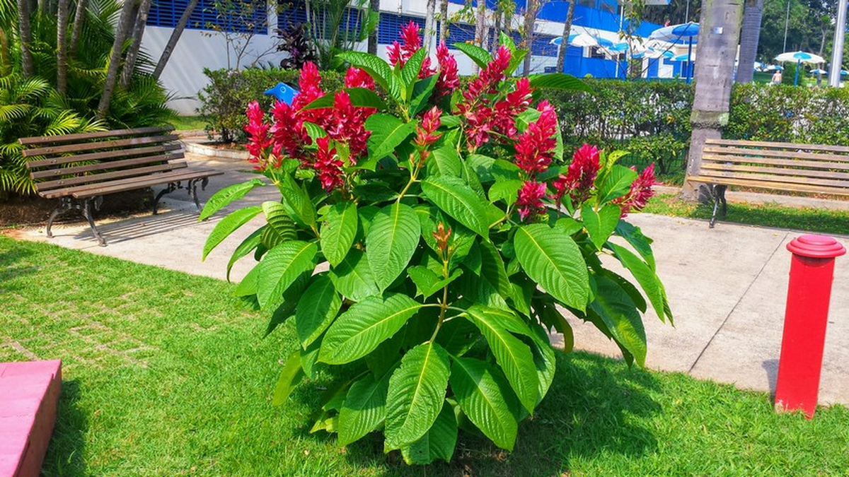 Medicamentos Evangélicos