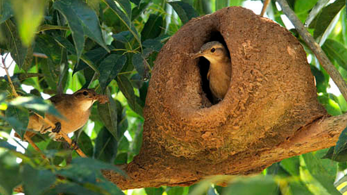 João-de-barro cantador