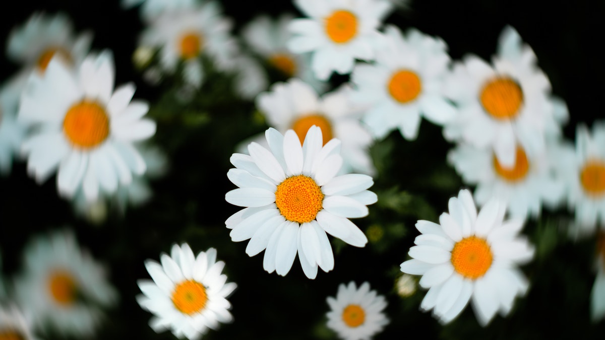 Fores brancas e amarelas