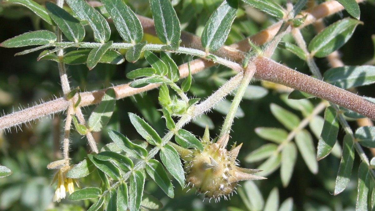 Não poderemos colher uvas nos abrolhos