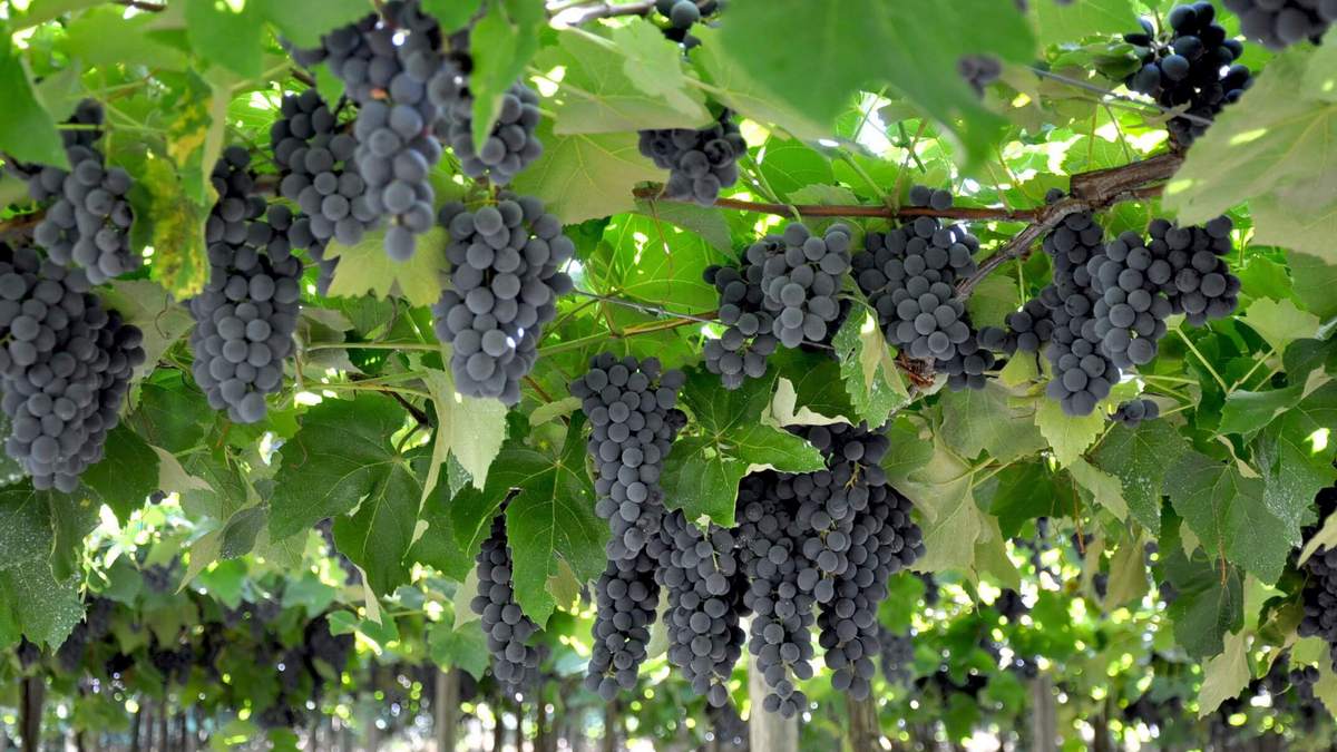 Poderemos colher uvas nos espinheiros?