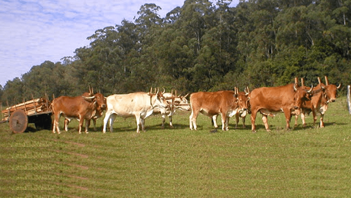 Parábola da grande ceia