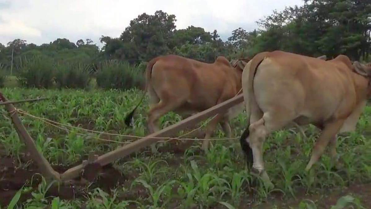 Colaboradores da natureza