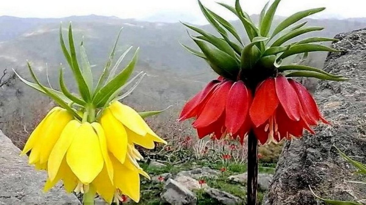 Mensagem de bom ânimo