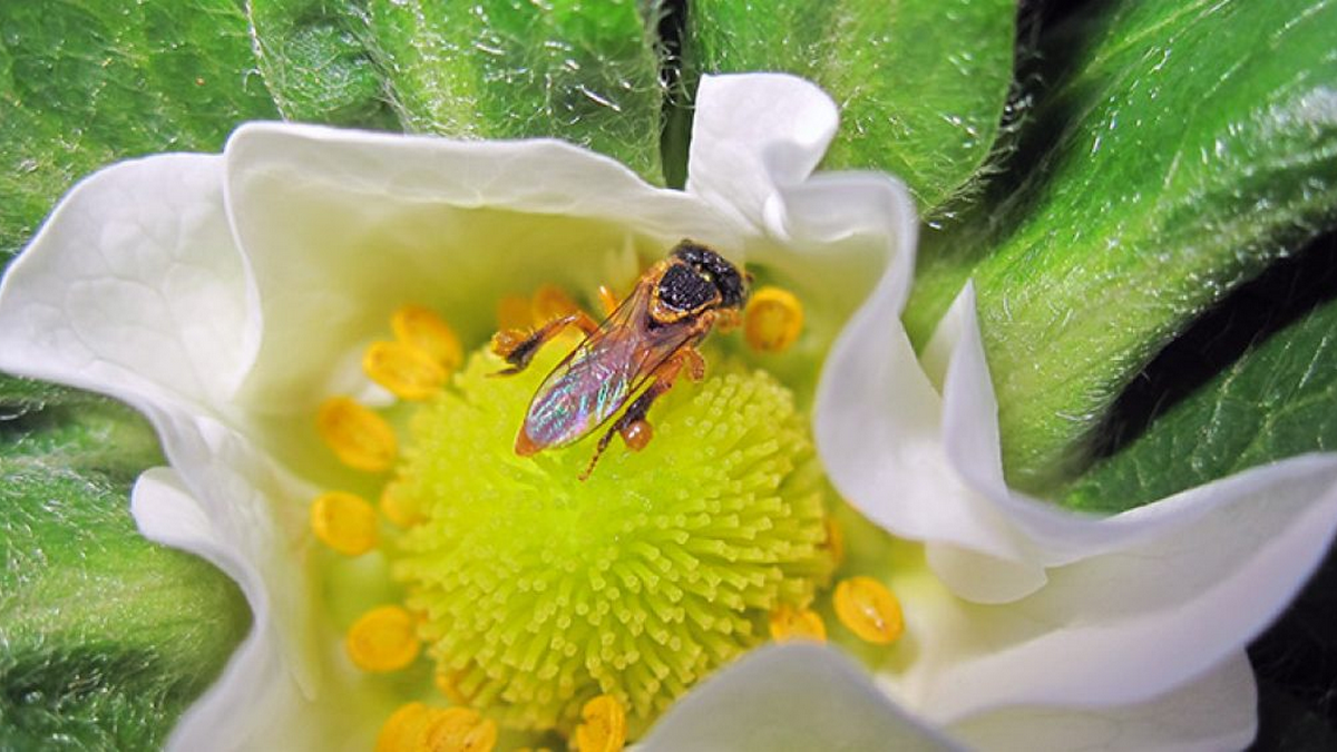 A lição das abelhas
