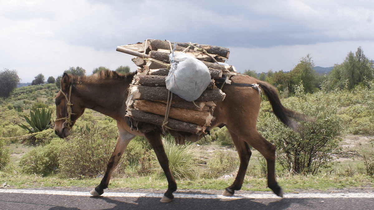 Burro de carga
